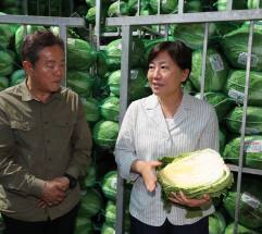 농식품부, 여름철 배추 생산·공급 안정을 위해 총력 대응