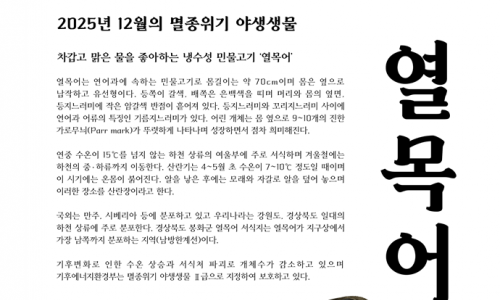 기후에너지환경부, 12월의 멸종위기 야생생물로 ‘열목어’ 선정