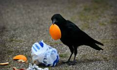 전국 곳곳서 다양한 축제 개최...시민 의식↑