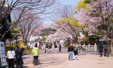 [현장 포토] 서울대공원, 사람과 초봄을 잇는 ... 시민들의 설레임 가득한 발길들이 찾는 쉼터 '봄꽃축제 명소'