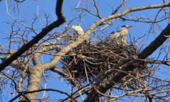 한강의 생태 환경 변화…서울시, 상시 모니터링 통해 야생조류 번식 등 확인