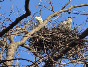 한강의 생태 환경 변화…서울시, 상시 모니터링 통해 야생조류 번식 등 확인
