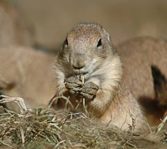 초원에도 사투리가? 사막의 강아지 프레리독의 소통법