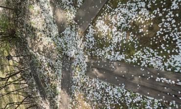 [포토] 벚꽃이 지나간 자리, 조팝이 이어받은 봄의 주인공