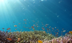 바다의 물고기들 감소, 도미노 효과로 암초도 死...우리가 기억해야할 것 "환경"