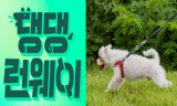 반려견과 함께하는 친환경 프로젝트 ‘댕댕런웨이 제로웨이스트 솔버톤’