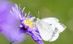산림청, 7월붜 8월까지 산림 보호 위해 적극 나선다! '주목'