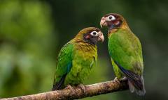 “야생동물 키우면 신고하세요” ...12월 14일부터 법 시행된다