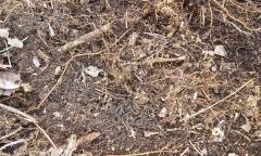 러브버그, 친환경 방제제 실험 성공? 내년 야외 검증 돌입