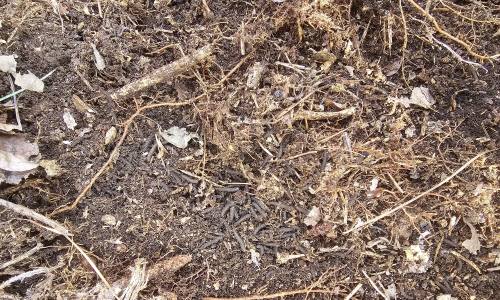 러브버그, 친환경 방제제 실험 성공? 내년 야외 검증 돌입