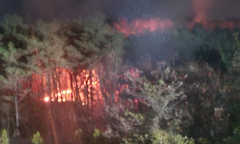 충남 태안 산불발생... 산림당국 진화중