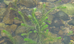 기후에너지환경부, 국립낙동강생물자원관, 담수식물 검정말에서 멜라닌 합성 촉진 효과