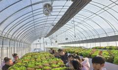 [포토] 농촌진흥청, 알록달록.. 흙 없이 키운 친환경 상추