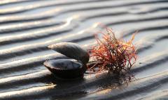 우리 바다를 지키는 약속, 올바른 해루질의 기준