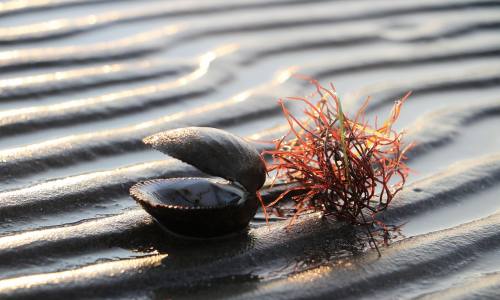 우리 바다를 지키는 약속, 올바른 해루질의 기준