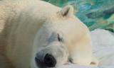 ‘얼지 않는 털의 비밀’…북극곰이 추위에 적응한 방법 