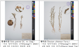 국립생물자원관, 12월 30일 고해상도 디지털 식물표본 1만 2천여 점 누리집 공개