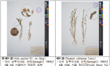 기후에너지환경부, 130년 전 식물표본, 디지털 사진으로 되살아나