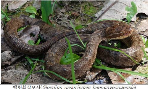 기후에너지환경부, 우리땅에만 사는 살모사 2종 확인… 국립생물자원관 첫 과학적 규명