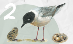 2월 멸종위기 야생생물로 검은머리갈매기 선정