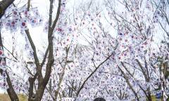 용산구, 3·1절 맞아 태극기 거리·태극기 트리 조성