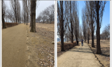 김용호 시의원,‘이촌한강공원 미루나무 숲길 1.8km 마사톳길 조성 완료’환영