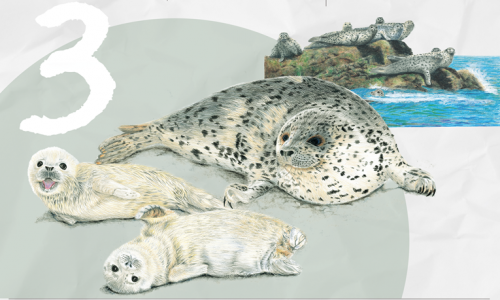 기후부, 3월의 멸종위기 야생생물로 ‘물범’ 선정