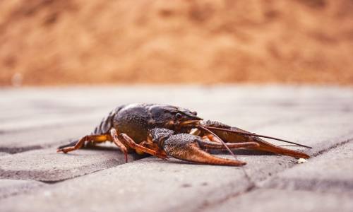 ‘강한 생명력’ 미국가재, 생태계 교란종으로 지정된 이유는?