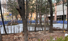 “관행처럼 베던 공원 나무”…이젠 제동 건다