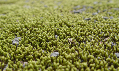 “이끼의 재발견”…공기 정화·탄소 흡수...산업 소재로 뜬다