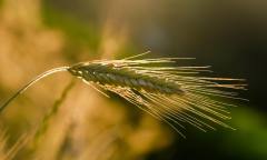 탄소중립의 해답은 농업의 기술력에 있다?