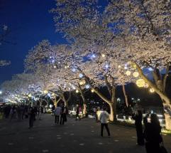 서울대공원 ‘2026 봄꽃축제’ 다채롭고 풍성한 벚꽃과 환경보호 중요성 함께 일깨워