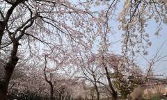 [김미란의 여행 칼럼] 제2편, 경남 창원시 ‘진해군항제 벚꽃 축제’ ... 봄의 절정 속으로 성큼