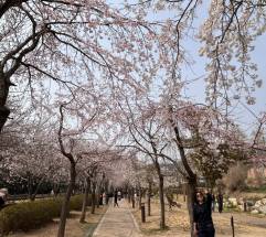  제2편, 경남 창원시 ‘진해군항제 벚꽃 축제’ ... 봄의 절정 속으로 성큼