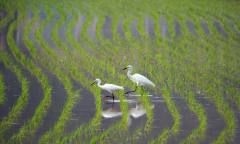 안전한 먹거리의 시작, ‘농약안전정보시스템’에서 답을 찾다