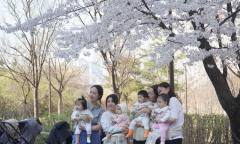 [현장 포토] 설레는 초봄과 초봄을 잇는 ... 여의도  '봄의 정원'  봄꽃 축제 현장