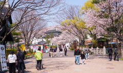 [현장 포토] 서울대공원, 사람과 초봄을 잇는 ... 시민들의 설레임 가득한 발길들이 찾는 쉼터 '봄꽃축제 명소'