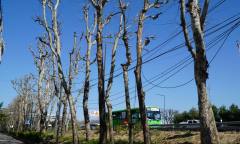 [현장 포토] 4월 지구의 달,  탄소중립은 말 뿐 ... 흉하게 잘려나간 나무들