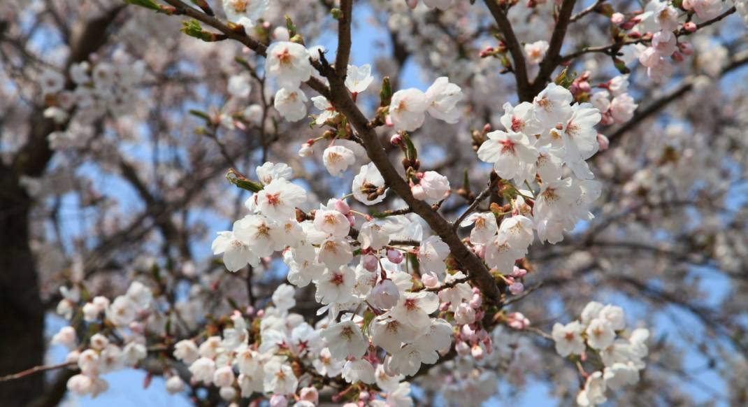 봄꽃보다 더 중요한 것…지속 가능한 축제 문화는 가능할까