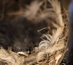 새들이 강아지 털 물어가는 이유는? 사실일까?