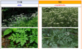 봄철, 독초를 산나물로 혼동하여 섭취하고 피해 사례 지속 발생