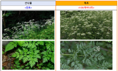 봄철, 독초를 산나물로 혼동하여 섭취하고 피해 사례 지속 발생