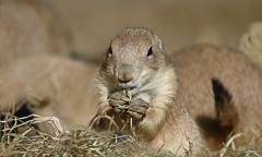 초원에도 사투리가? 사막의 강아지 프레리독의 소통법