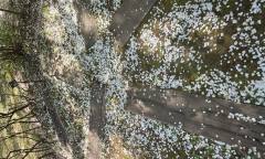 [포토] 벚꽃이 지나간 자리, 조팝이 이어받은 봄의 주인공