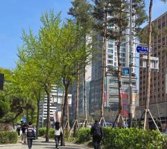  1년 중 대기 중 이산화탄소가 가장 높은 5월 ... 지방자치단체의 무분별한 나무 가지치기가 시민들 건강과 탄소중립 실천을 방해