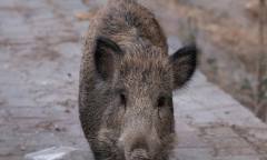 도심 출몰 멧돼지, 사살하는 것이 정답일까