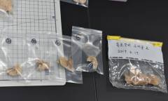 사라진 독도강치, 100년의 침묵을 깨고 돌아오다…디지털 기술로 골격 복원
